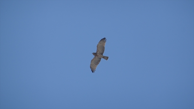 Türkiye'den Afrika'ya bir ayda 100 bin yırtıcı kuş göç etti